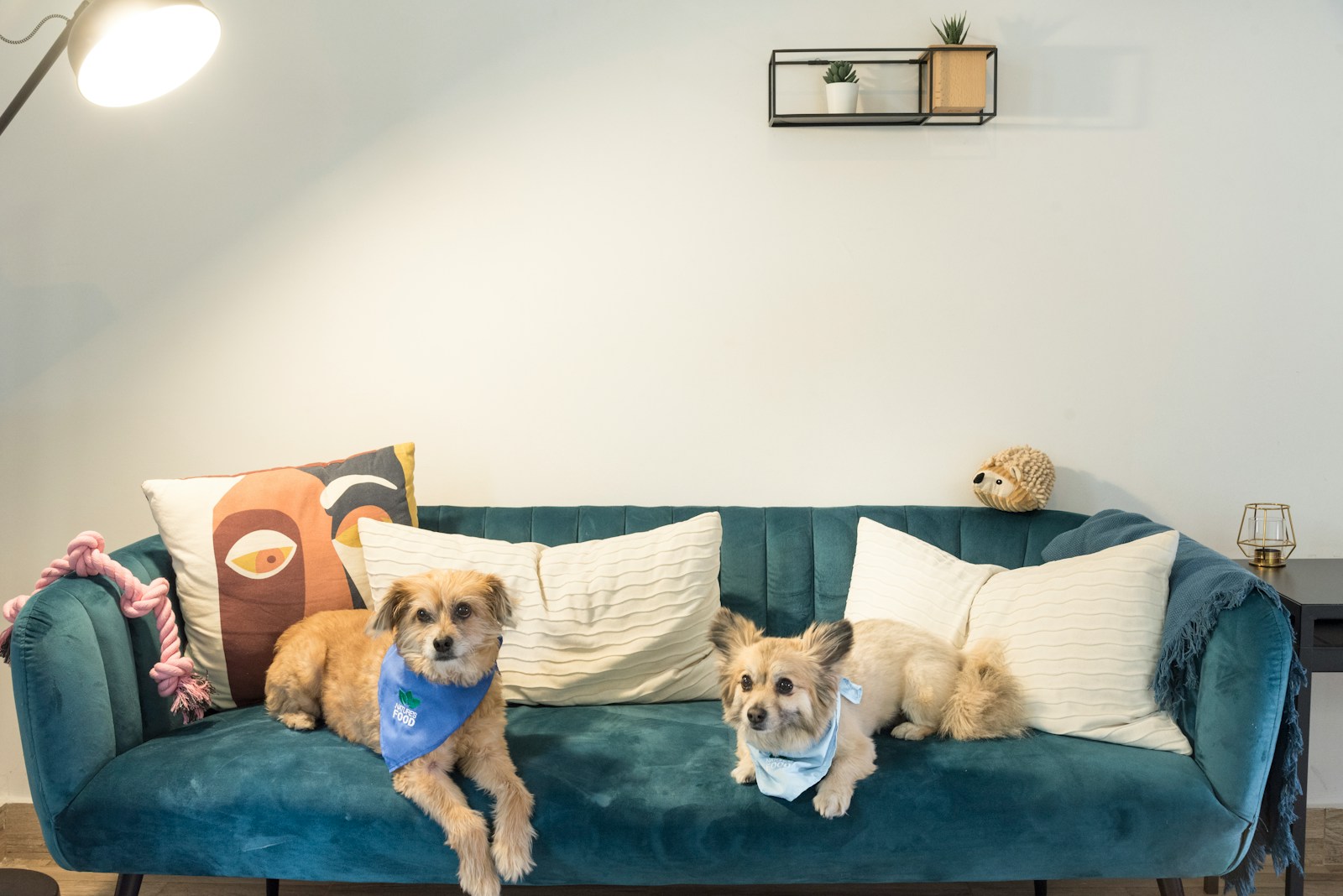 dogs sitting on a couch