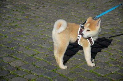 a brown and white dog wearing a harness on a leash