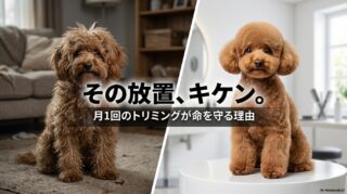毛玉でボサボサになったトイプードルと、サロン帰りの美しい姿の比較画像。この記事のテーマである「トイプードルのトリミング頻度」を怠った際のリスクと、正しい頻度の重要性を象徴する一枚。
