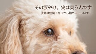 涙やけがなく、目の周りが真っ白で清潔なトイプードルの顔のアップ。この記事のテーマである「トイプードルの涙やけの臭い対策と正しいケア」を象徴する一枚。