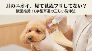 明るい室内でトイプードルの耳を優しくケアする様子。この記事のテーマである「トイプードル 耳 臭い」への対処法として、L字型耳道の正しい洗浄ケアを象徴する一枚。
