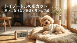 暖かいリビングでニットを着てリラックスするトイプードルと、適温を示す温湿度計。この記事のテーマである「トイ プードル 冬 カット」と室温管理の重要性を象徴する一枚。