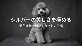 ラムクリップで気品あふれるプラチナシルバーのトイプードル。この記事のテーマである「トイ プードル シルバー カット」の完成形を象徴する一枚。