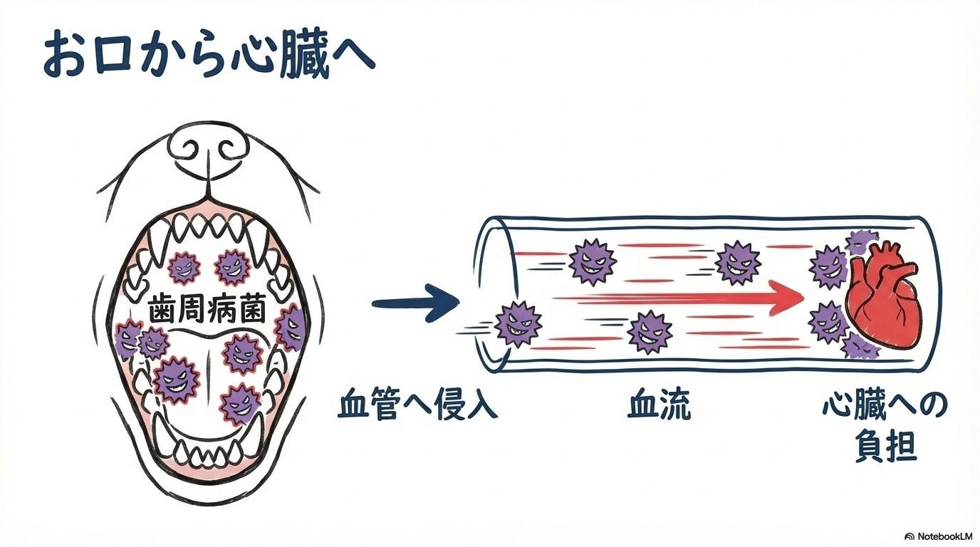 [寿命の中央値を超えるために！トイプードルの歯周病ケアの重要性]の図解。[口腔内の細菌]と[心臓への到達]の関係性を、[スプリット（左右分割）]で表現した画像。