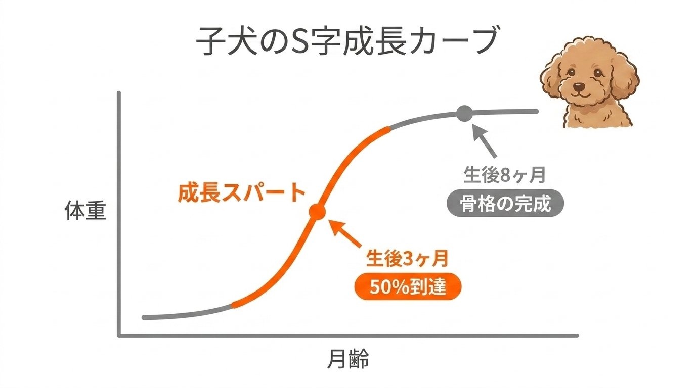 子犬の成長S字カーブと生後8ヶ月の骨格完成