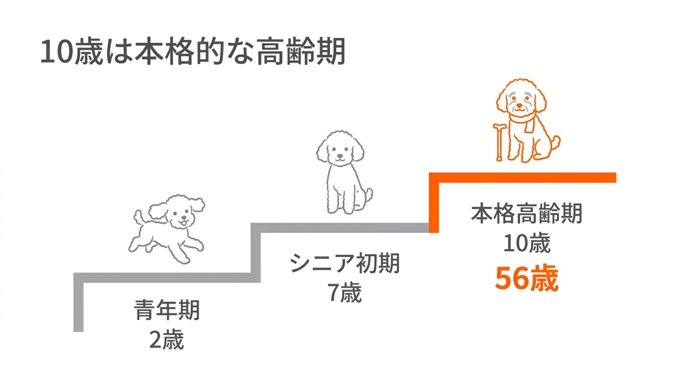 犬のライフステージ推移（青年期2歳からシニア7歳・本格高齢期10歳56歳への変化）