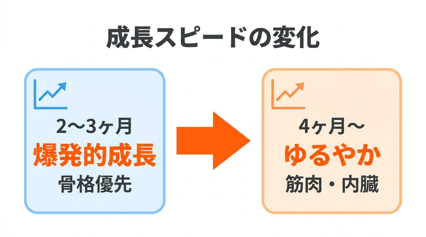 トイプードル生後4ヶ月の成長スピード変化と骨格・筋肉の代謝シフト