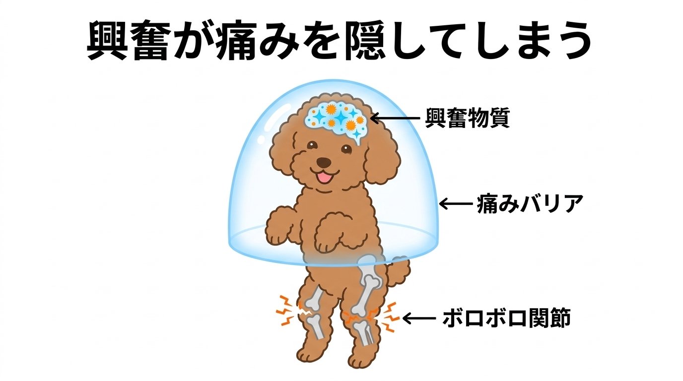 興奮時に痛覚を鈍麻させるアドレナリン分泌と自傷的二足立ちの危険性