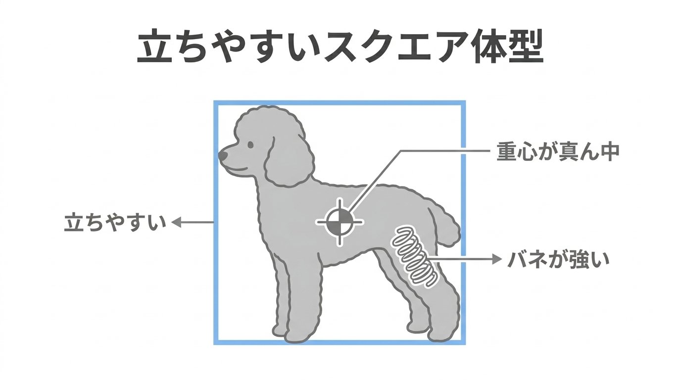 トイプードルの高い跳躍力とスクエア体型が二足立ちを誘発する骨格特性