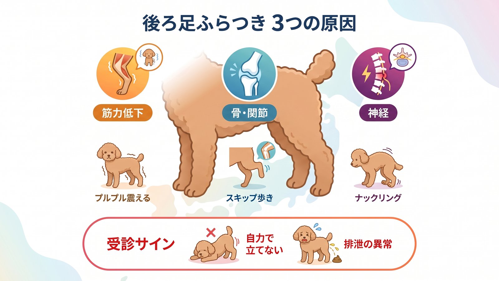 犬の後ろ足ふらつき3大要因(加齢性筋肉低下・パテラ等の骨関節・神経障害の判別マップ)
