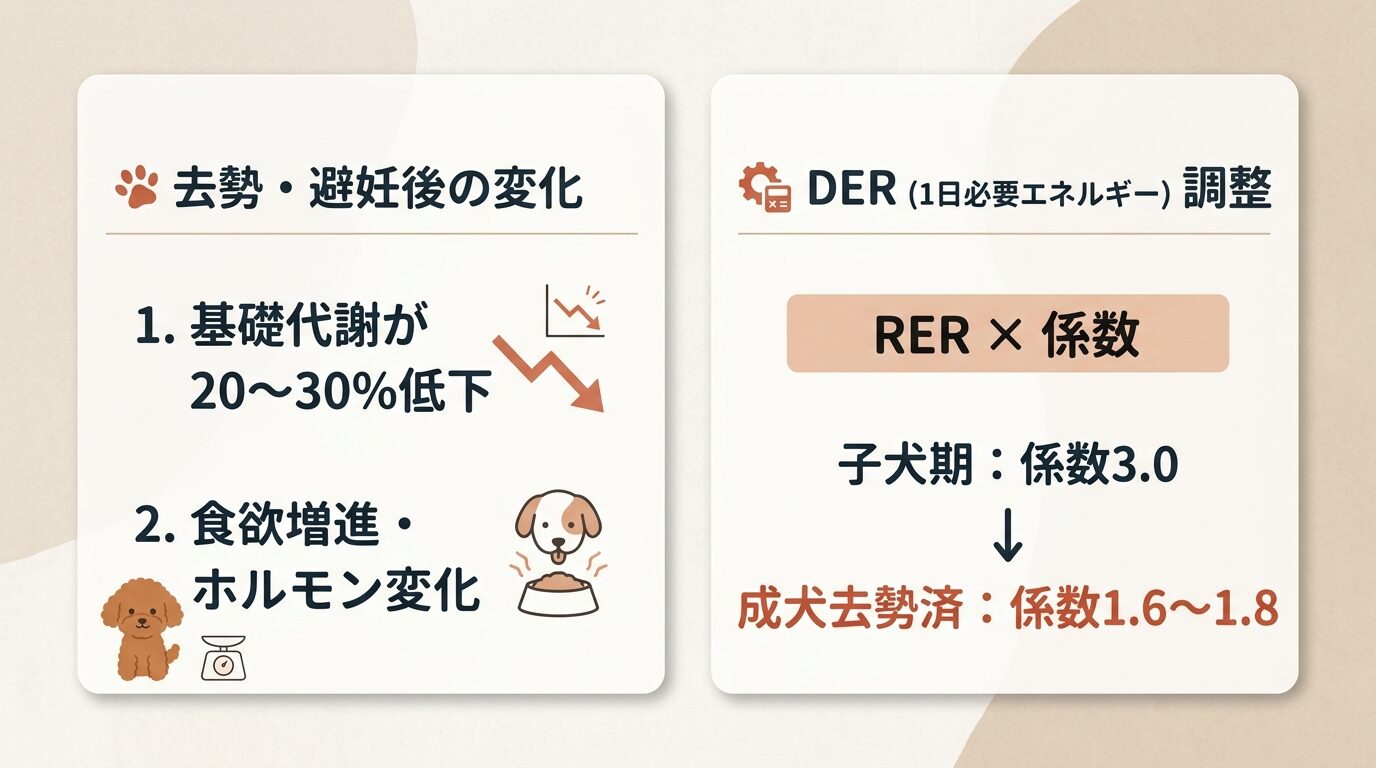 去勢・避妊後の基礎代謝低下と成犬移行期のDERカロリー調整マップ